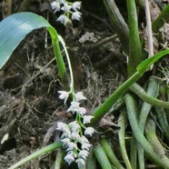 Polystachya cultriformis .orchidaceae. indigène Réunion. (1).jpeg
